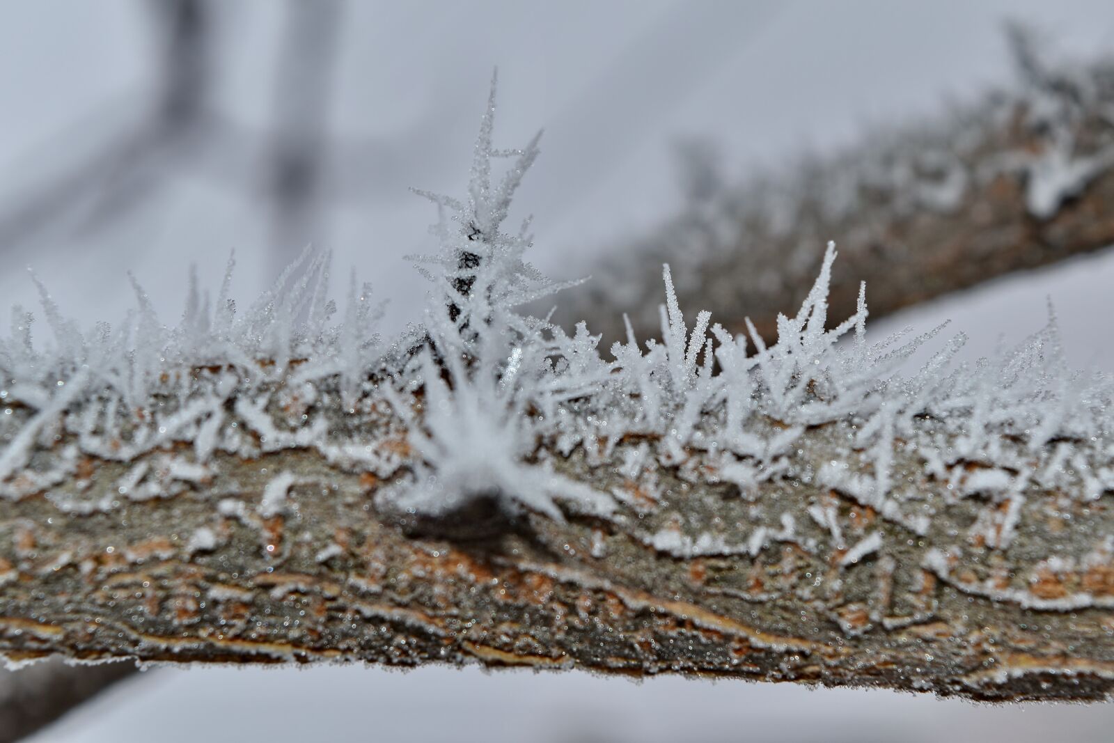 Nikon D5500 sample photo. Branch, frost, frozen, ice photography