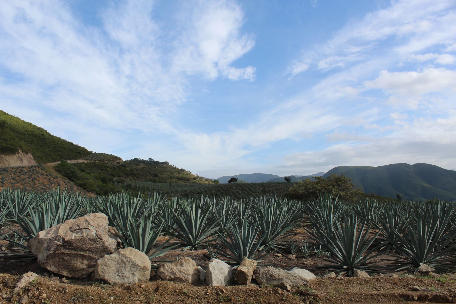 Canon EOS 1300D (EOS Rebel T6 / EOS Kiss X80) sample photo. Blue sky, plant, oaxaca photography