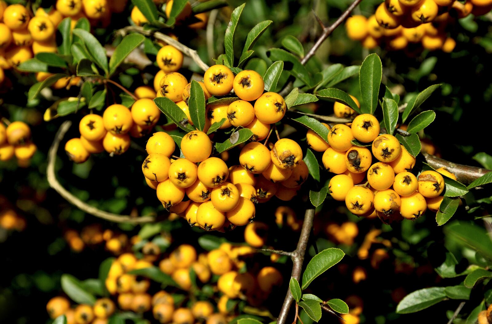 Nikon D90 sample photo. Rowan, autumn, park photography
