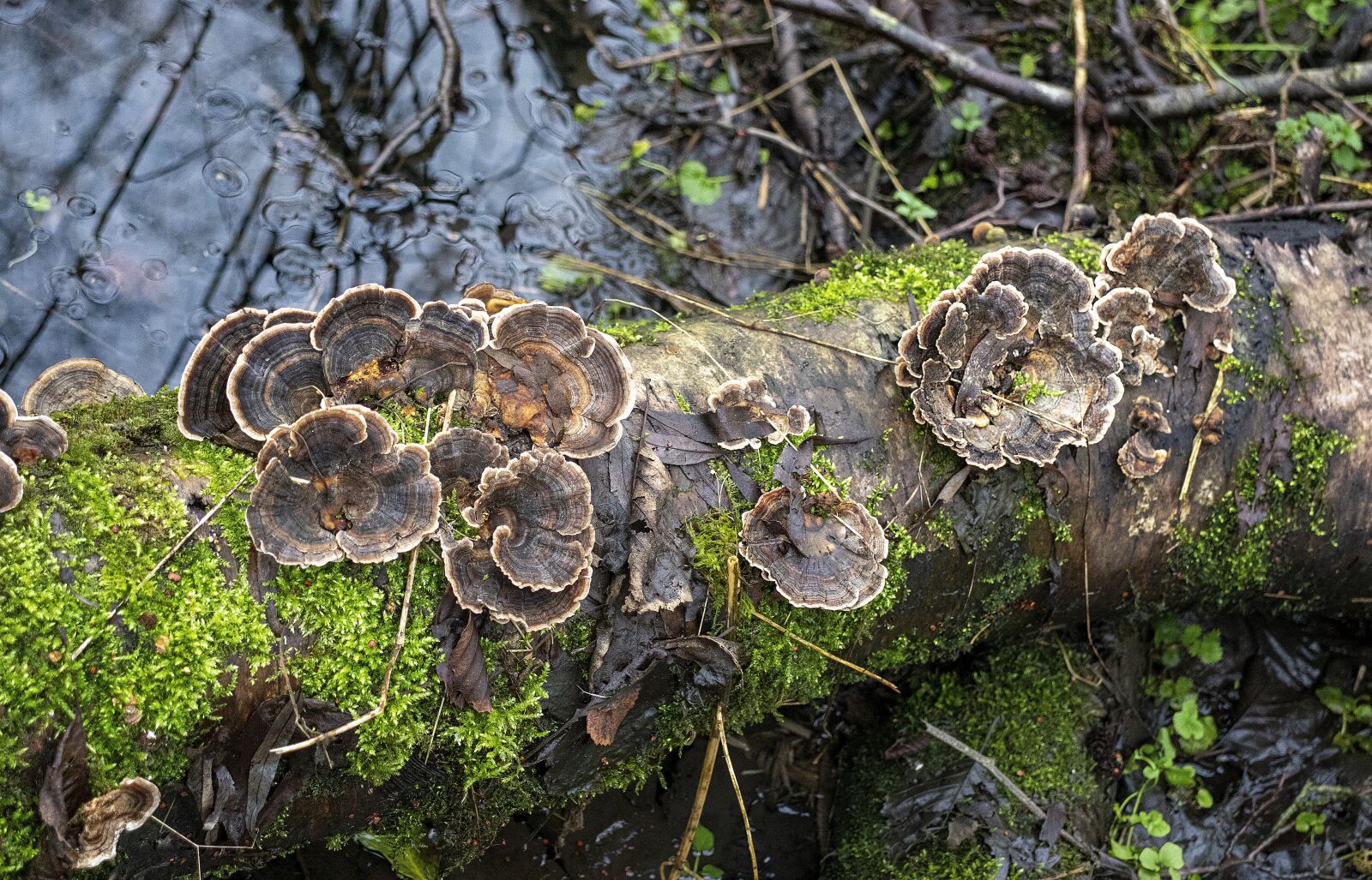 Canon EOS 800D (EOS Rebel T7i / EOS Kiss X9i) sample photo. Turkey tail, fungus, fungi photography