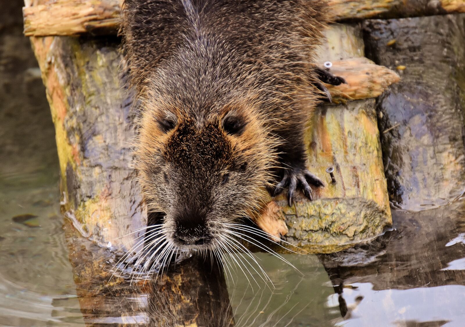 Nikon D7200 sample photo. Nutria, water rat, water photography