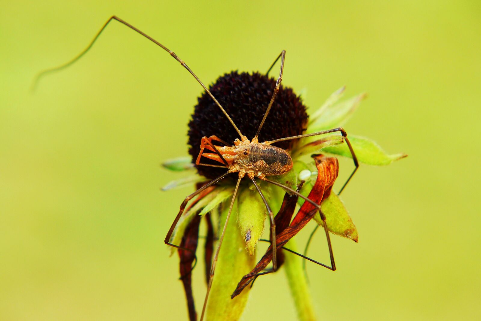 Panasonic Lumix DMC-FZ200 sample photo. Kosarz common, spider, insect photography