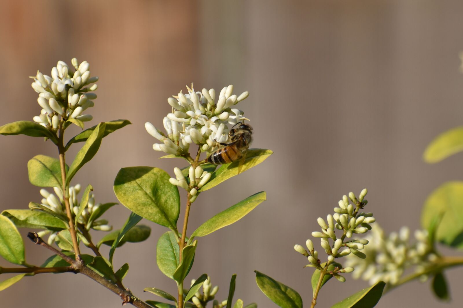 Nikon D5500 sample photo. Flower, honeybee, bee photography