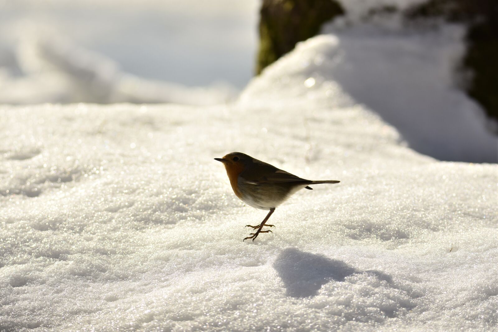 Nikon D7200 sample photo. Snow, winter, lake photography