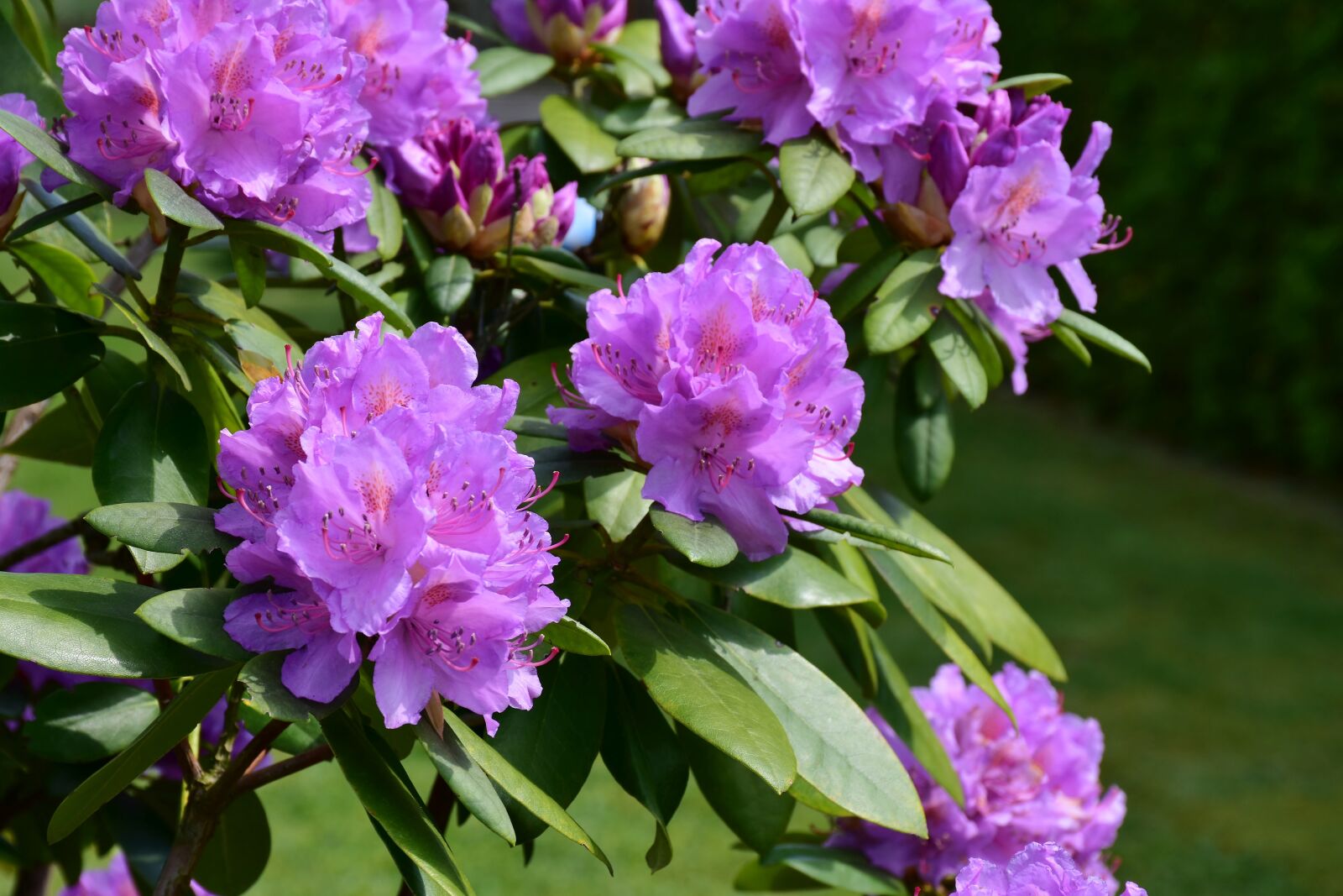 Nikon D7200 sample photo. Rhododendron, blossom, bloom photography