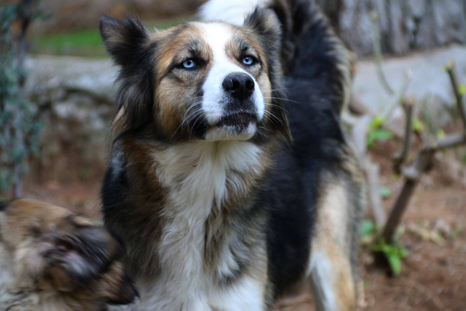 Canon EF-S 18-135mm F3.5-5.6 IS sample photo. Dog, animal, nature photography