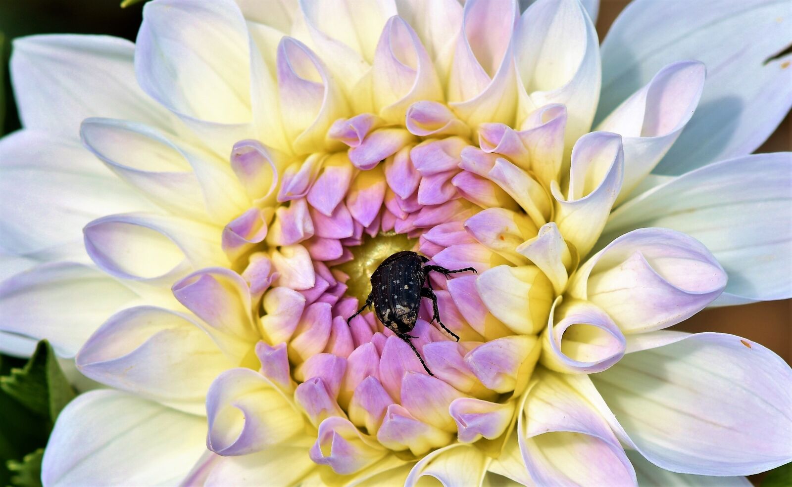 Nikon D7200 sample photo. Dahlia, grief rose beetle photography