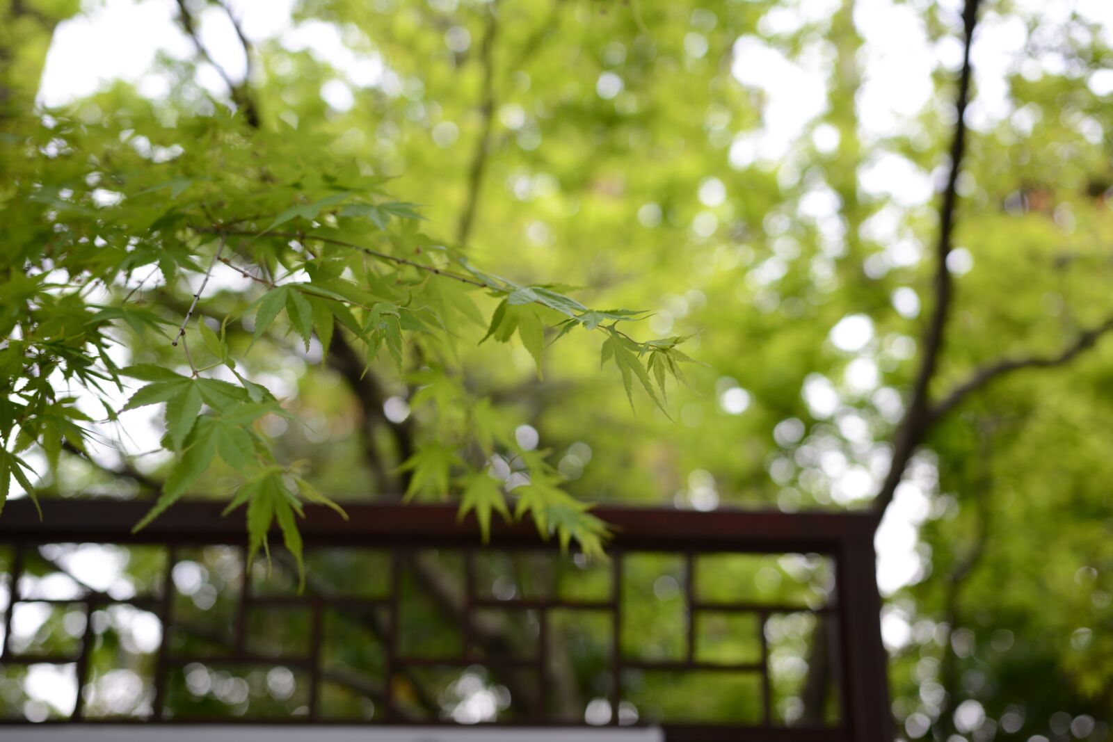 Nikon D7100 sample photo. Green, the scenery, plant photography