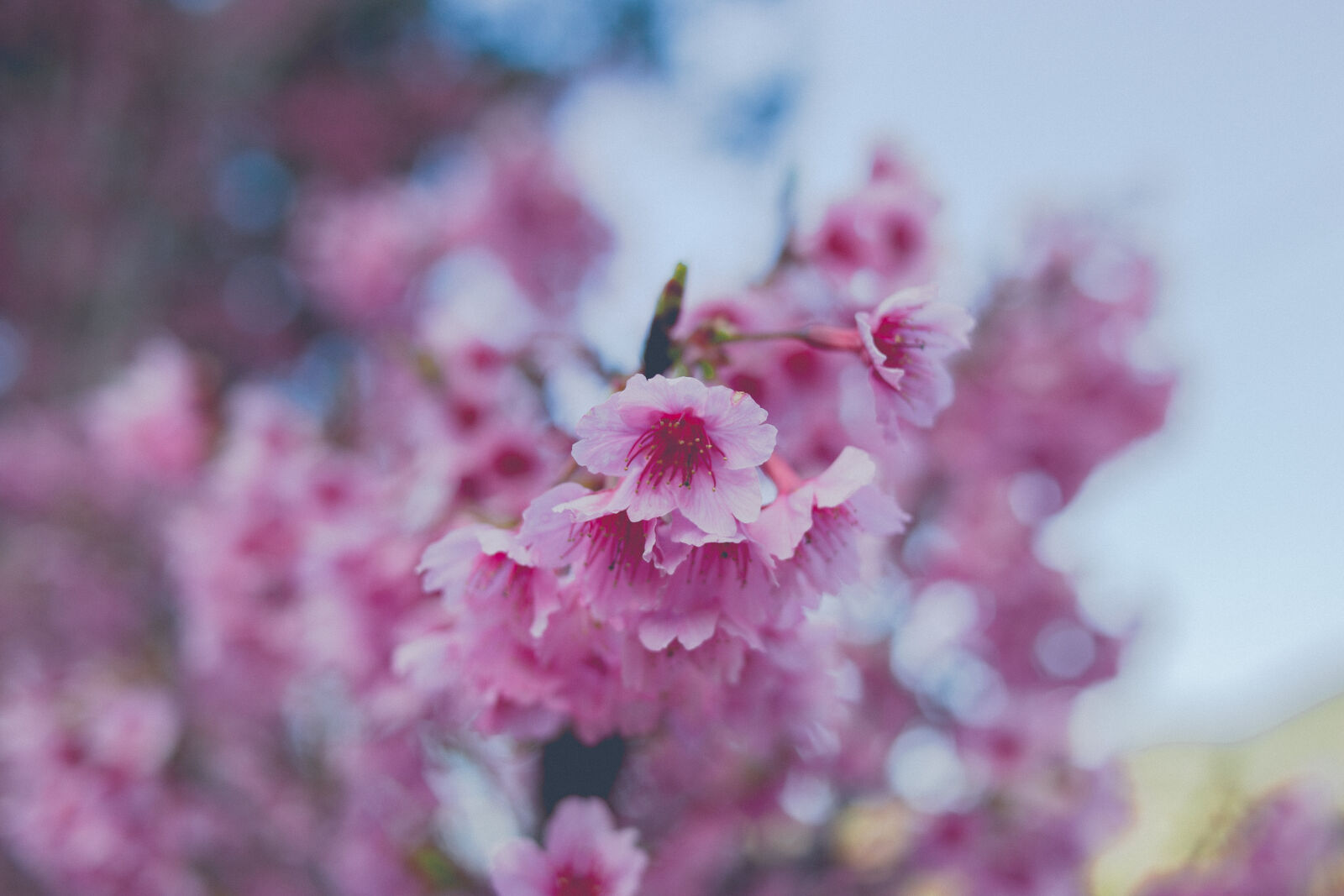 Canon EOS 6D + Yongnuo YN 35mm f/2 sample photo