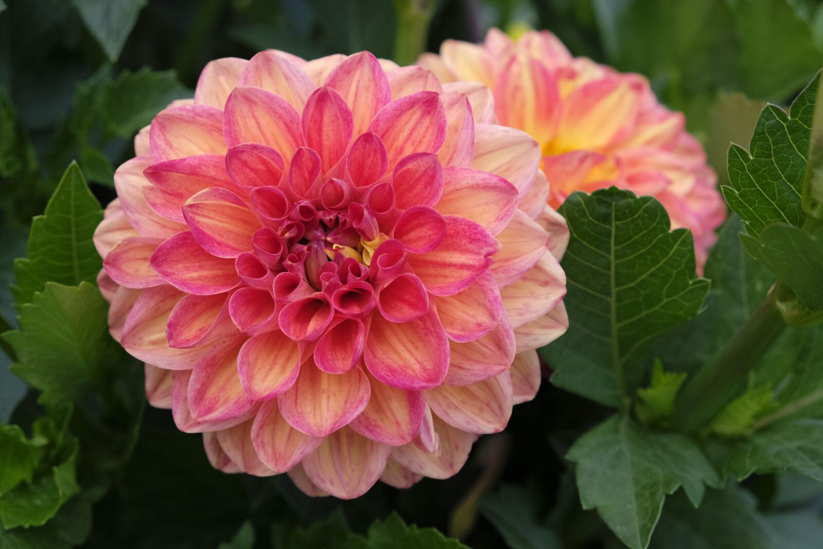 Fujifilm XF 18-55mm F2.8-4 R LM OIS sample photo. Flower, blossom, bloom photography