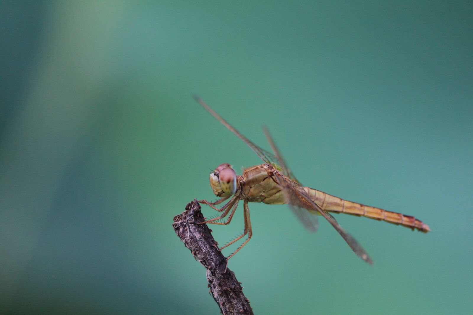 Canon EF-S 55-250mm F4-5.6 IS II sample photo. Summer, pond, dragonfly photography