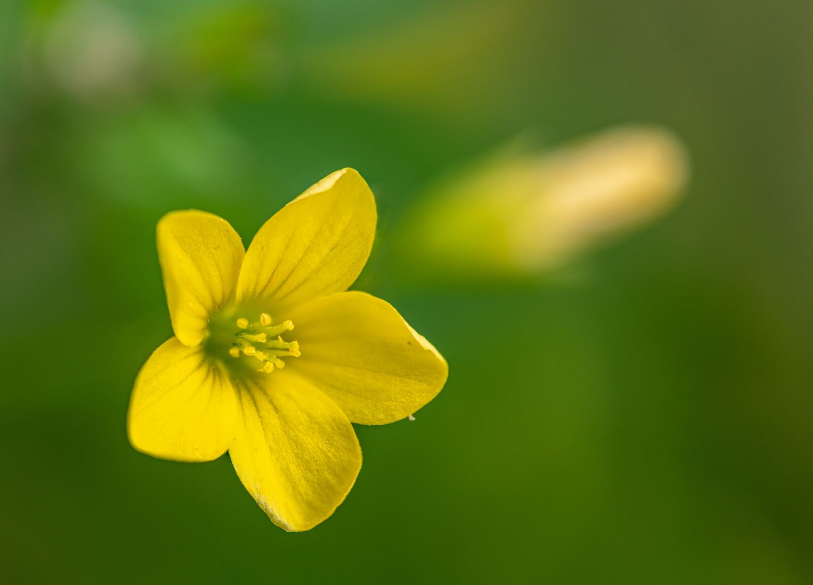 Nikon D850 sample photo. Flower, yellow, flowers photography