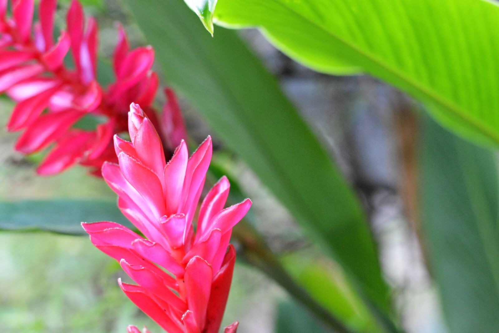 Nikon D5200 sample photo. Flower, leaves, plant photography