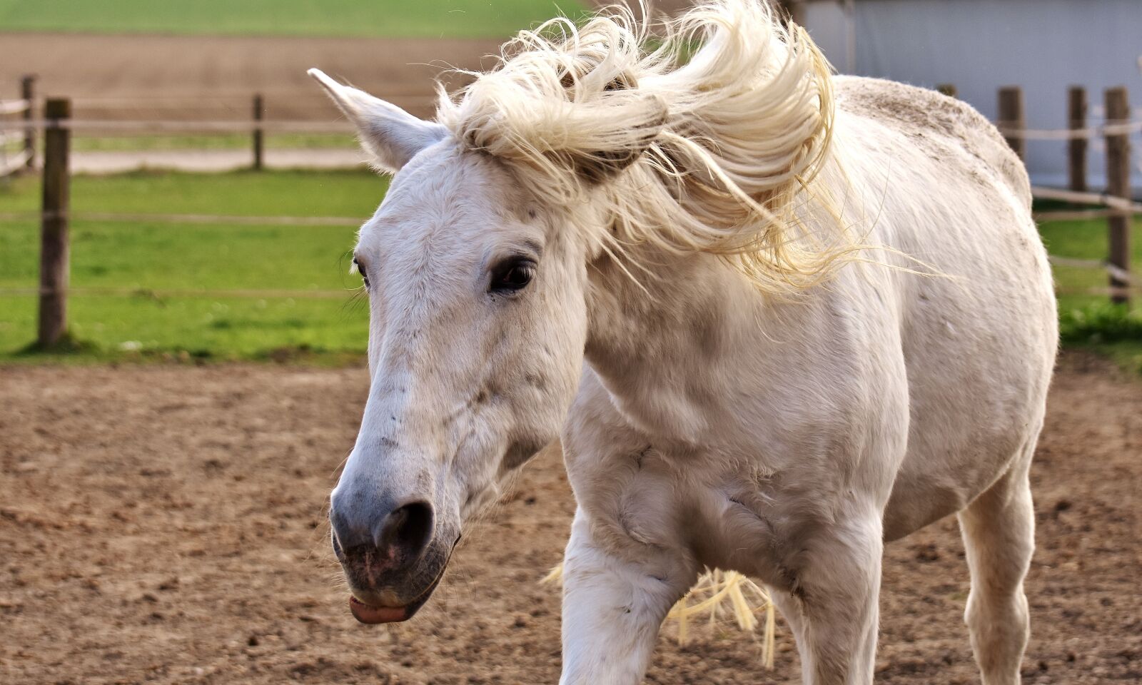 Nikon D7200 sample photo. Mold, horse, a shake photography