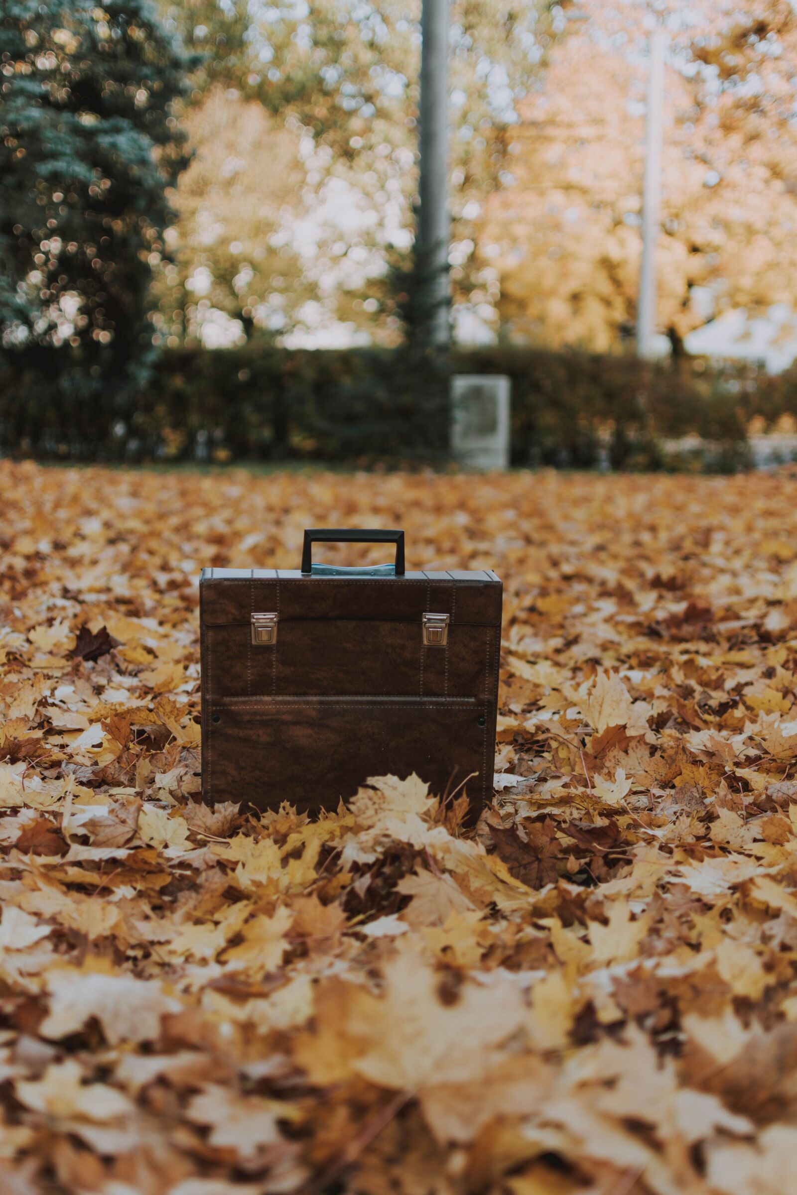 Nikon D5200 sample photo. Luggage, leaves, nature photography