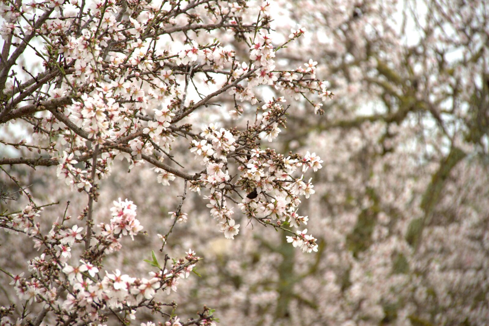 Canon EOS 500D (EOS Rebel T1i / EOS Kiss X3) sample photo. Almond blossom, tree, mallorca photography
