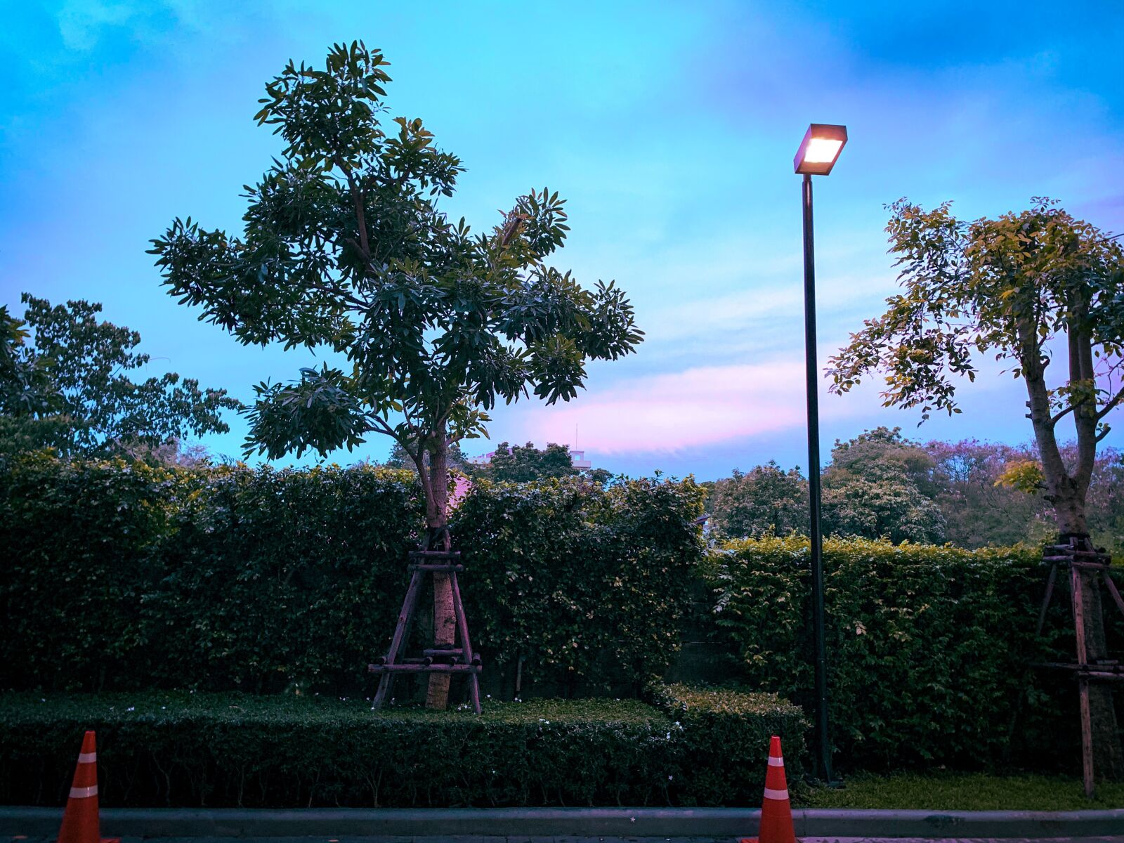 Apple iPhone XR sample photo. Tree, sky, light photography