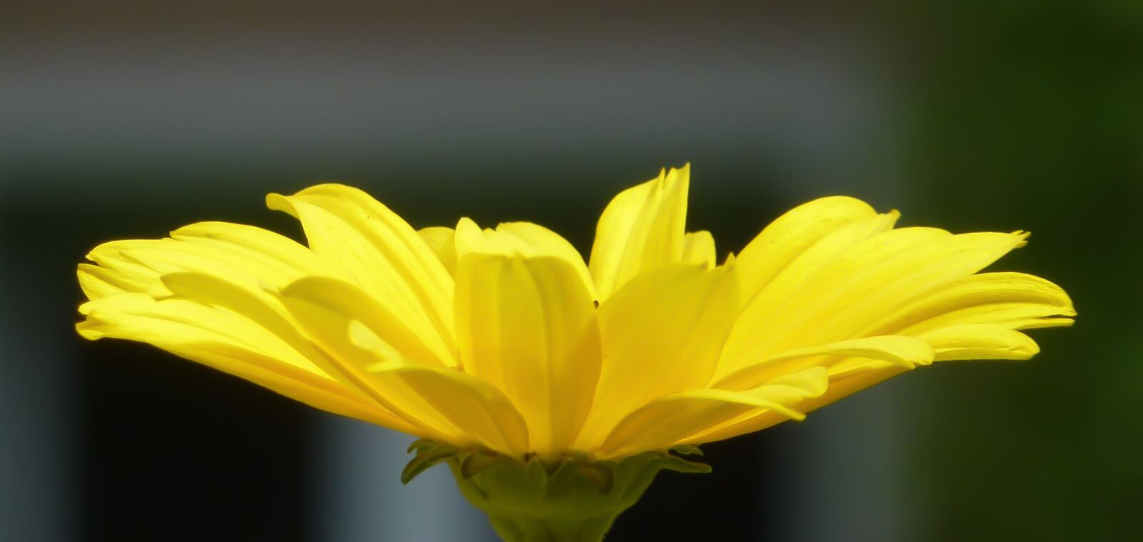 Leica V-Lux 30 / Panasonic Lumix DMC-TZ22 sample photo. Flower, yellow, blossom photography