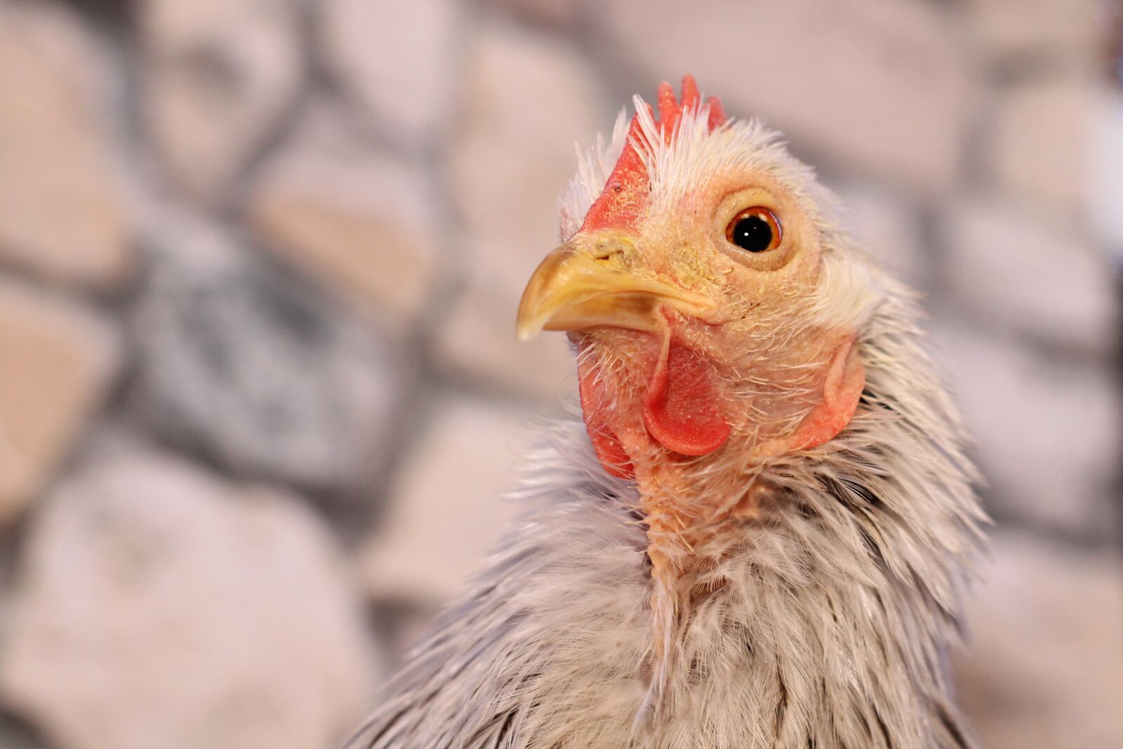 Canon EOS 2000D (EOS Rebel T7 / EOS Kiss X90 / EOS 1500D) sample photo. Chicken, hen, poultry photography