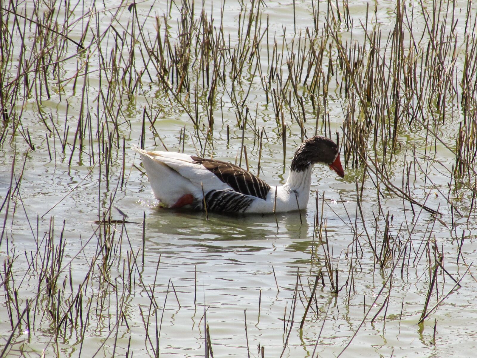 Canon PowerShot SX400 IS sample photo. Wild duck, bird, wild photography