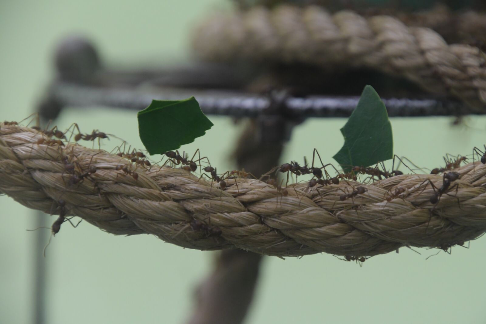 Nikon D7500 sample photo. Ant, leaf, insect photography