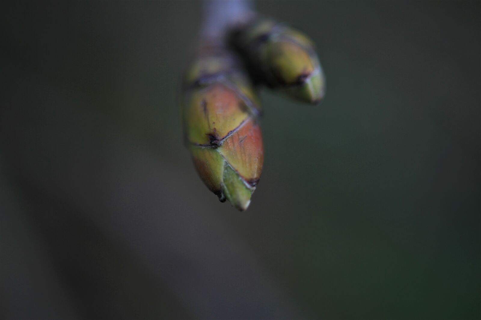 Canon EOS 7D sample photo. Bud, branch, tree photography