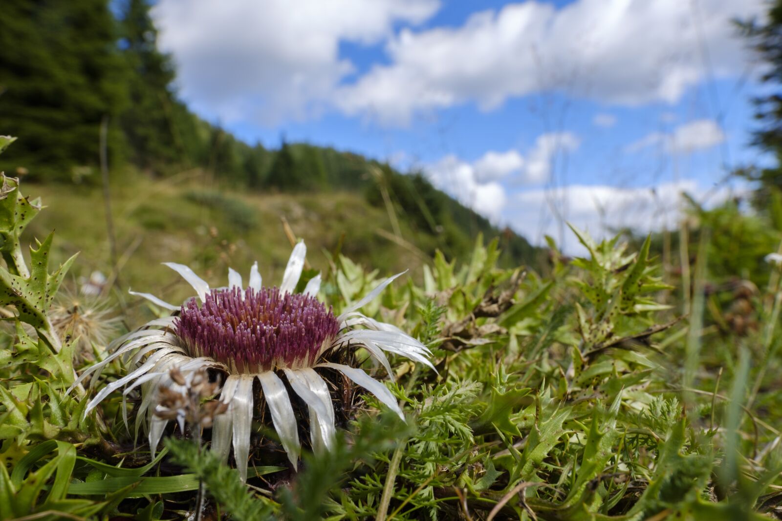 Fujifilm X-T2 sample photo. Thistle, silver thistle, mountain photography