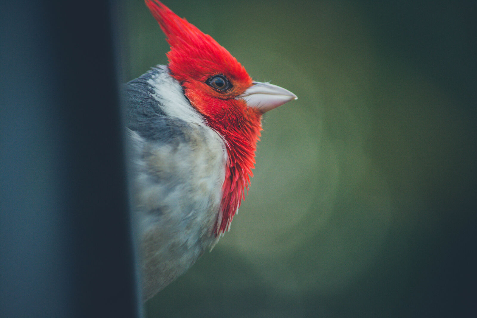 Nikon D5200 sample photo. Animal, avian, beak, bird photography