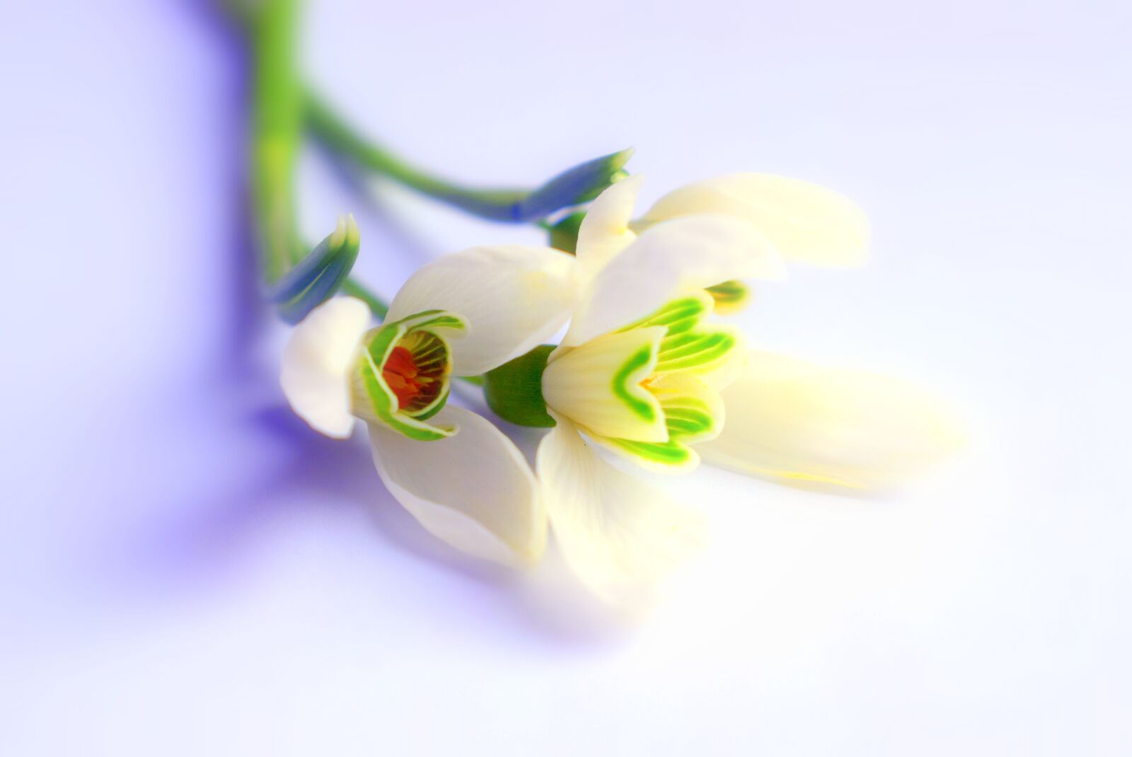 Nikon D3300 sample photo. Snežienky, white, spring photography