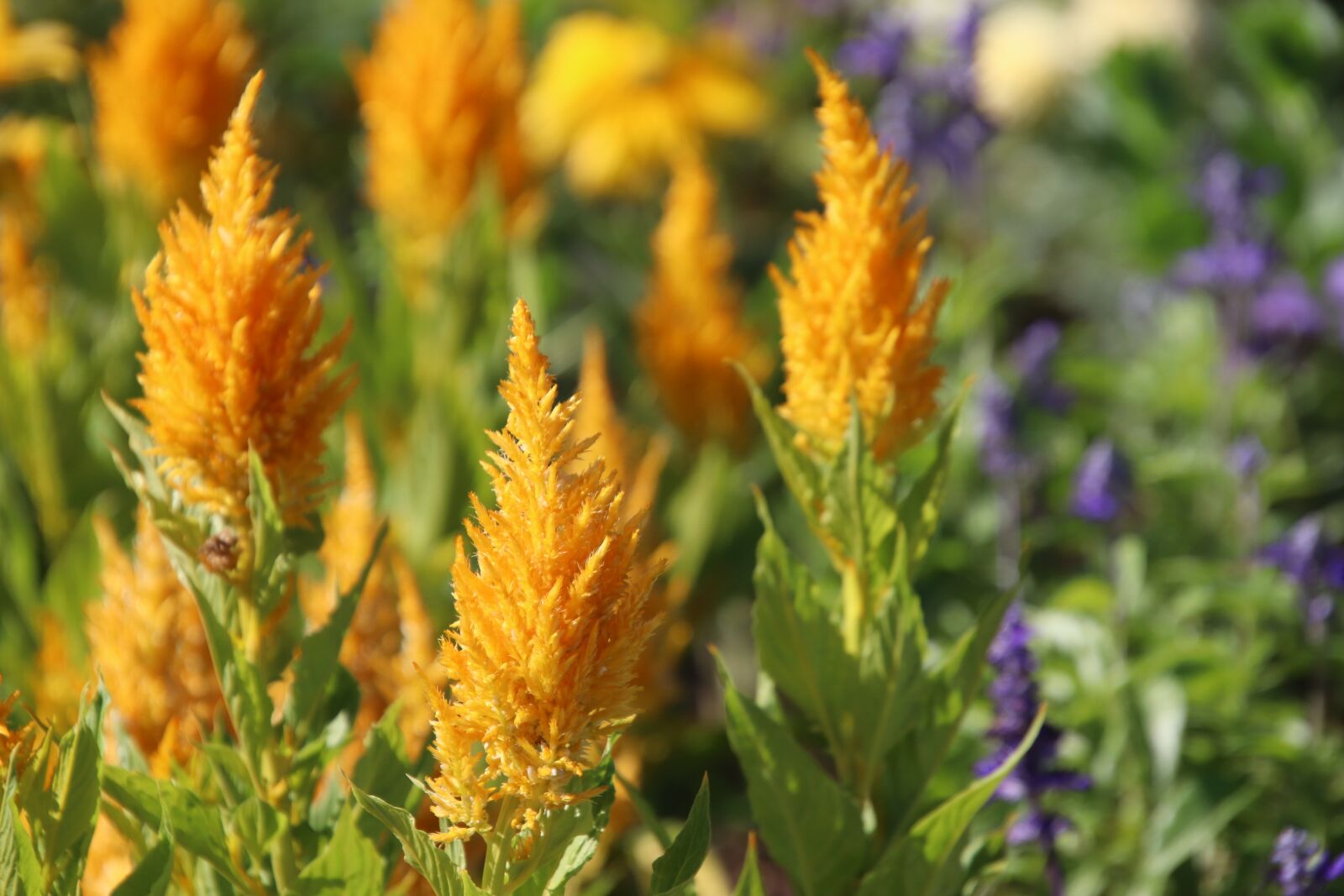 Canon EOS 800D (EOS Rebel T7i / EOS Kiss X9i) sample photo. Flowers, plants, celosia photography