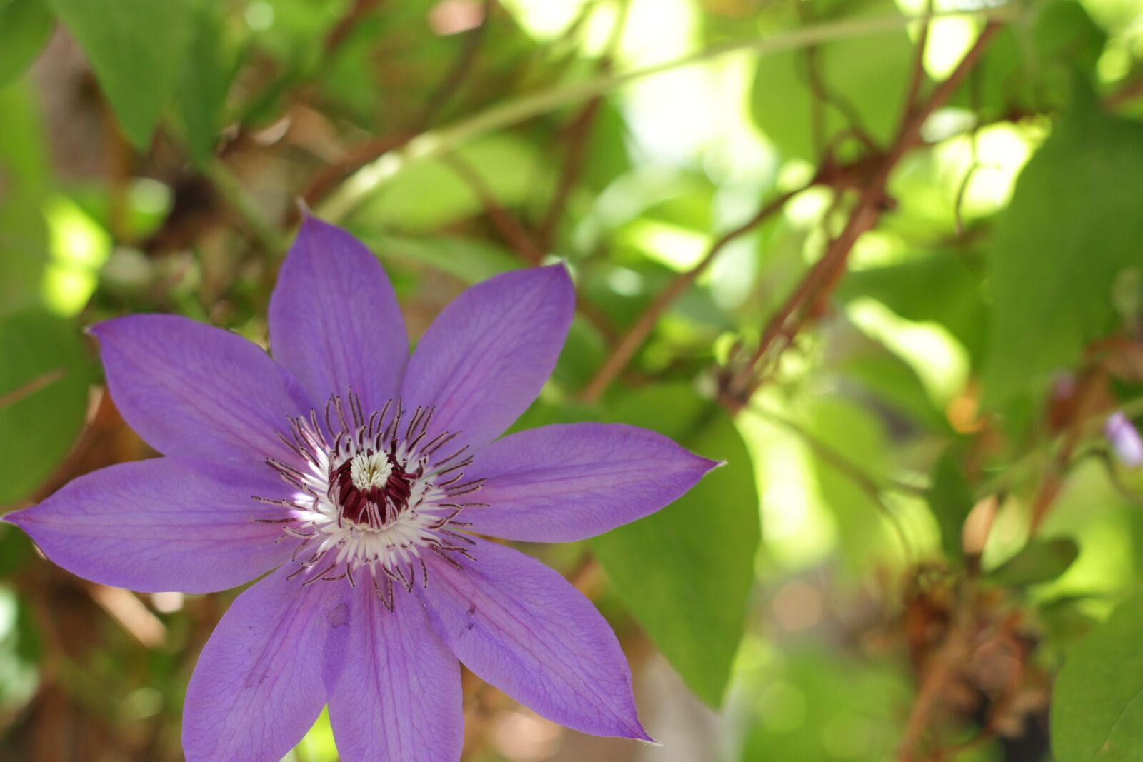 Canon EOS 7D sample photo. Clematis, shade, purple flower photography