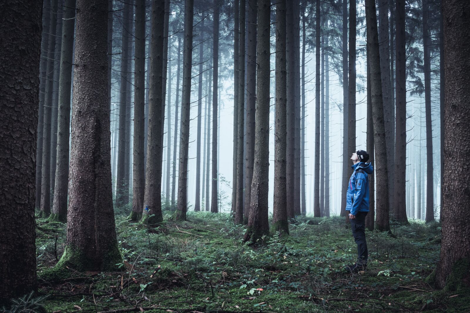 Canon EOS 80D sample photo. Fog, forest, trees photography