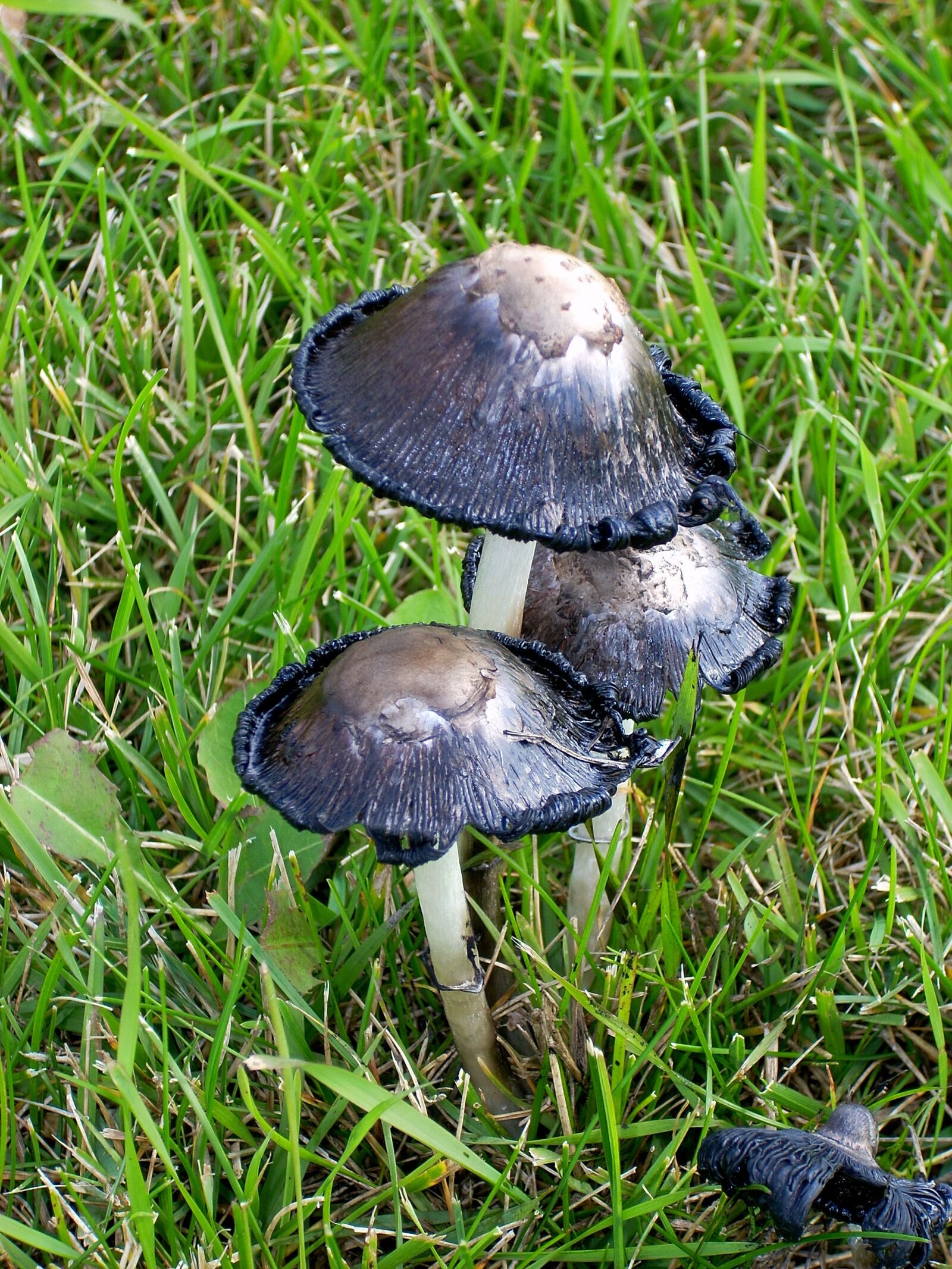 Nikon COOLPIX L11 sample photo. Mushroom, spring, grass photography