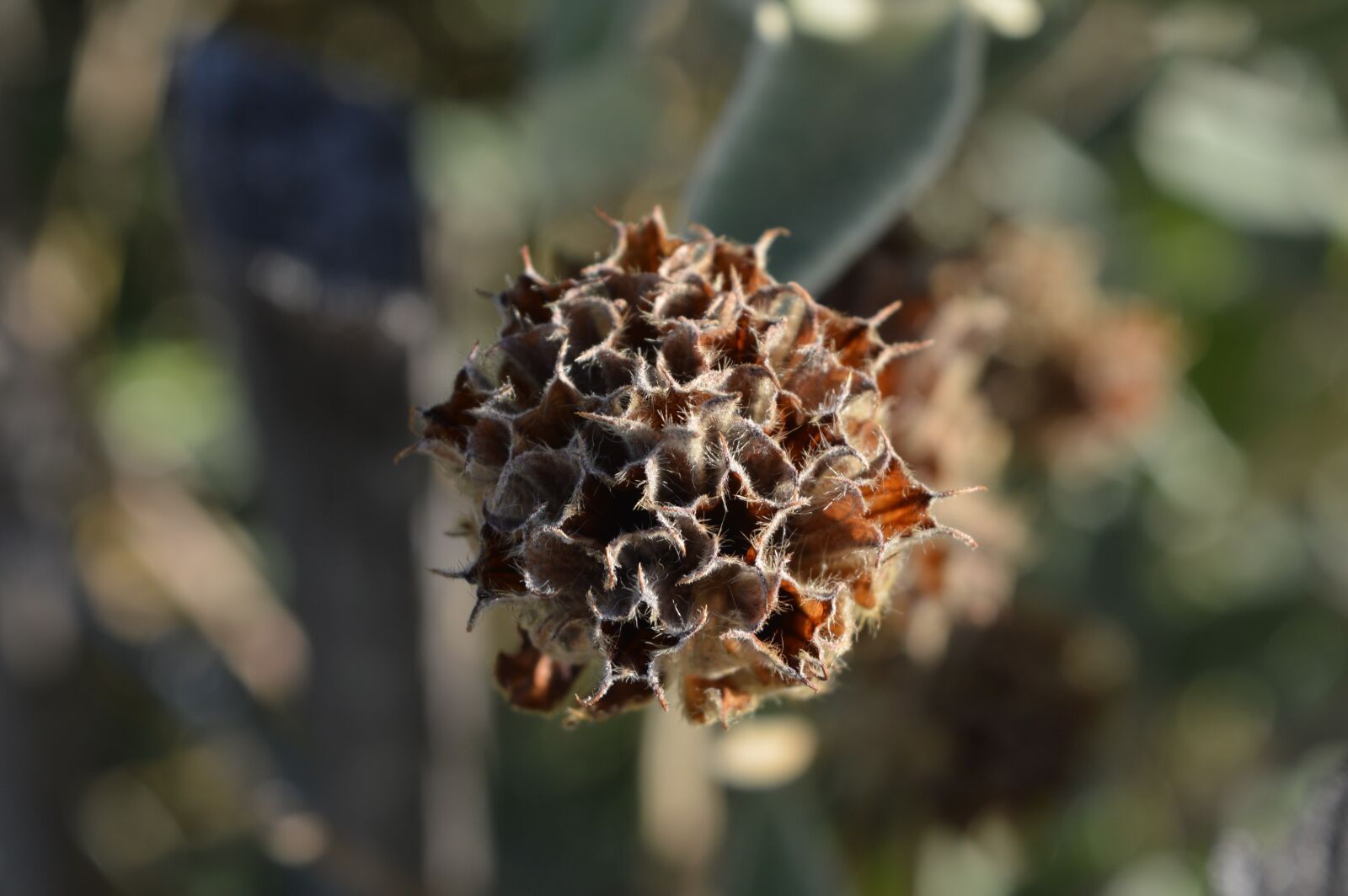 Nikon D3200 sample photo. Flower, nature, seed photography