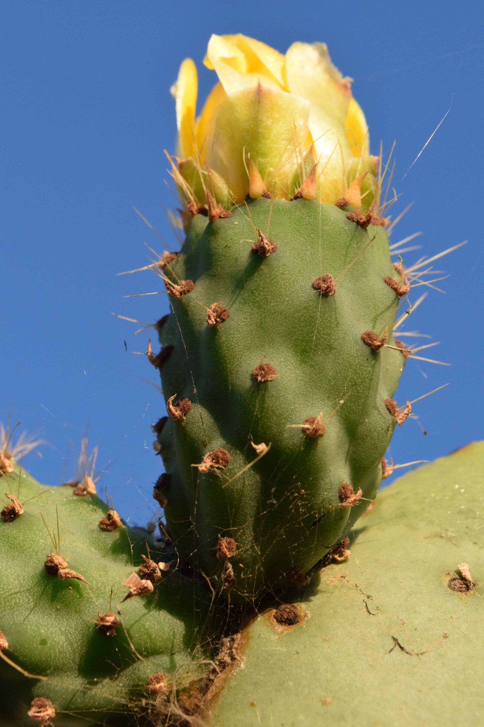 Nikon D3300 sample photo. Flora, desert, nature, sharp photography