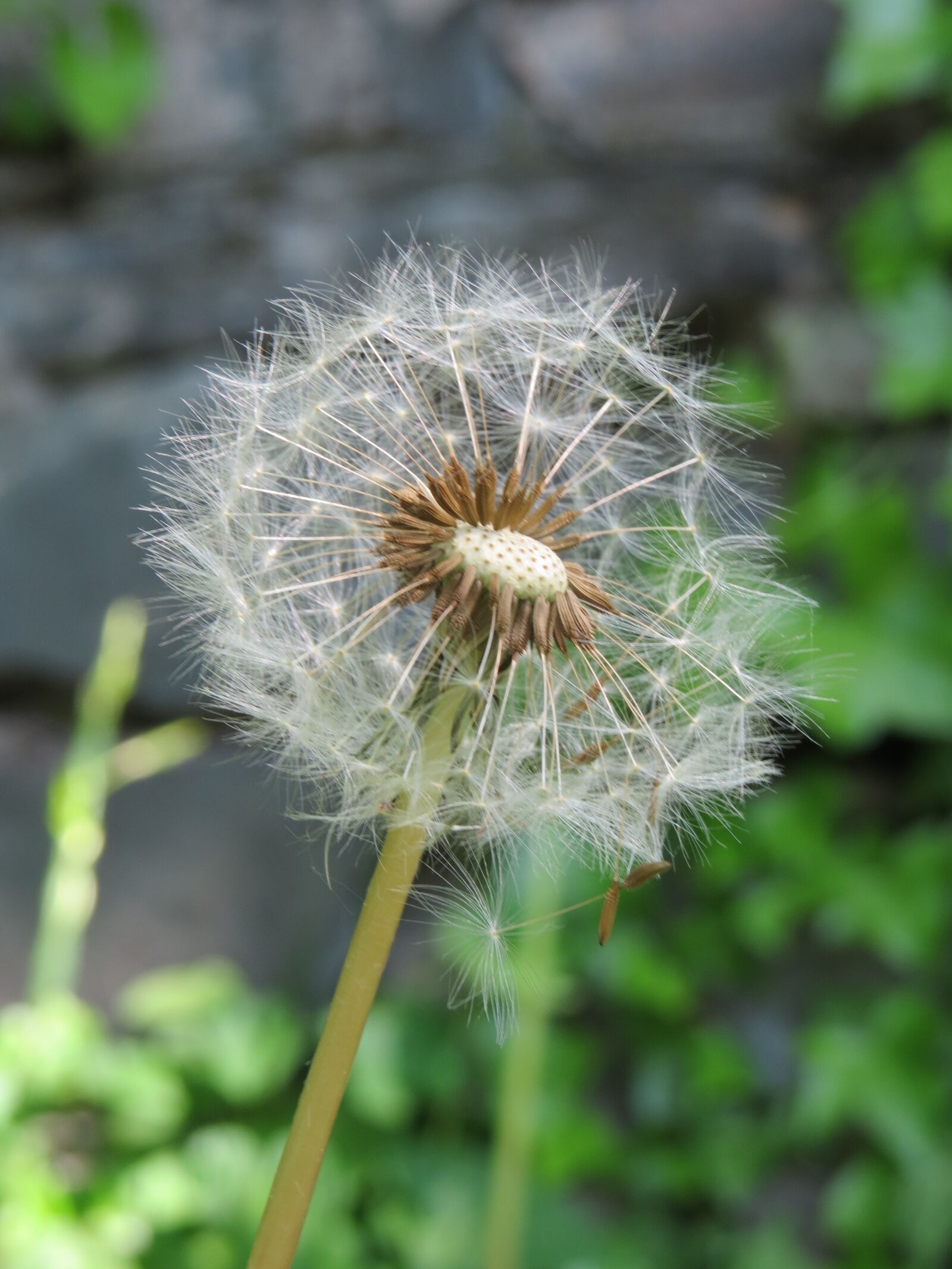 Canon PowerShot SX50 HS sample photo. Dandelion, nature, plant photography