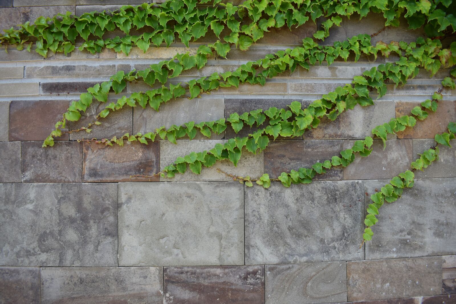 Nikon D3400 sample photo. Ivy, city, nature photography