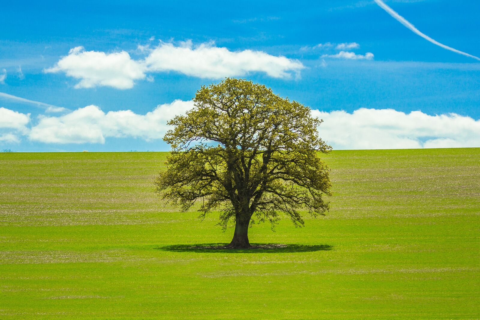 Canon EOS 60D sample photo. Tree, spring, country photography