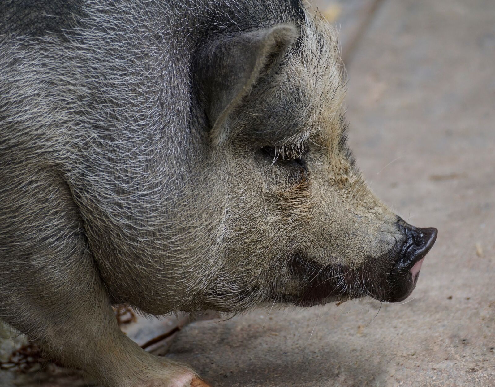 Sony DT 55-300mm F4.5-5.6 SAM sample photo. Pot bellied pig, pig photography