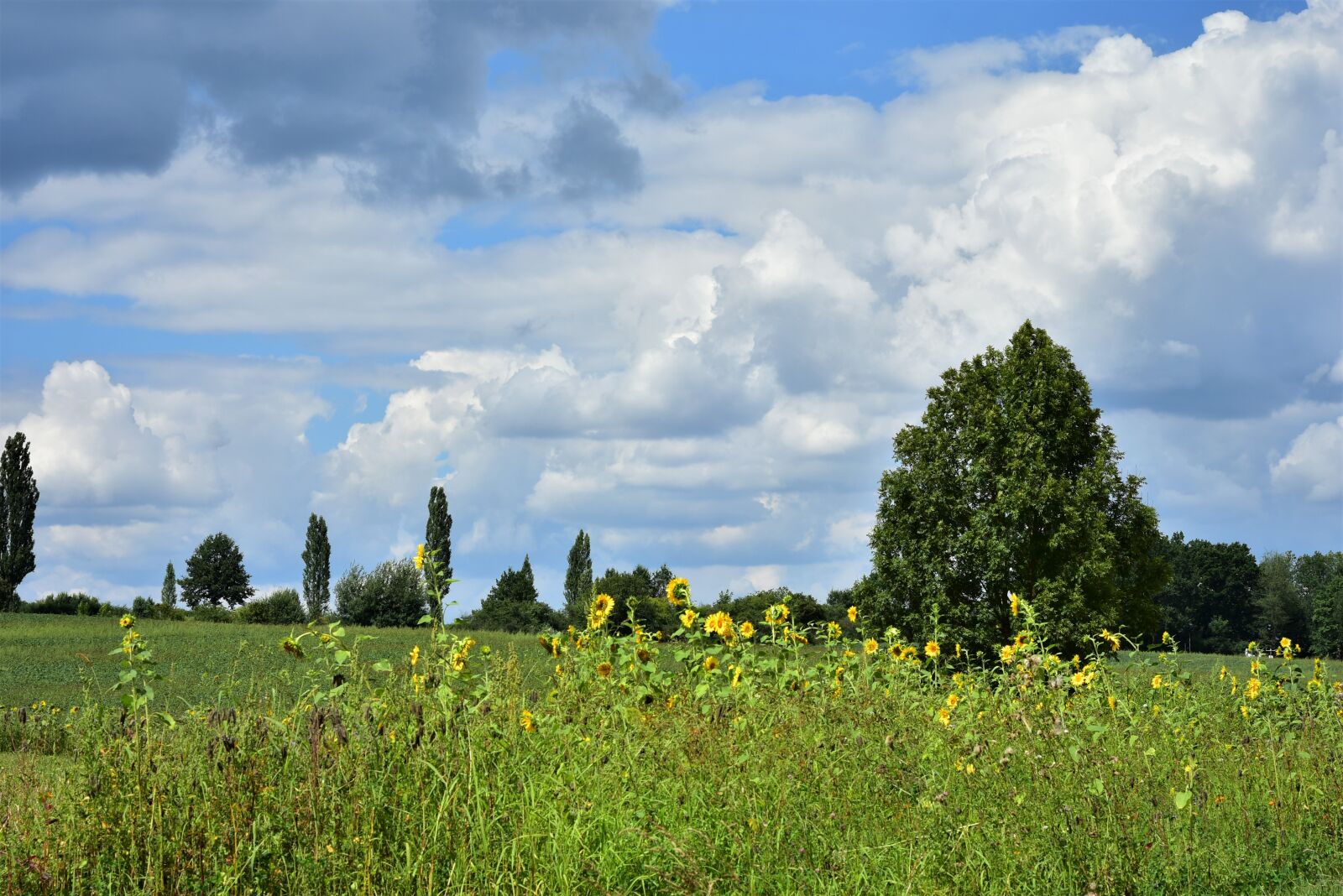 Nikon D7200 sample photo. Landscape, field, sunflower photography