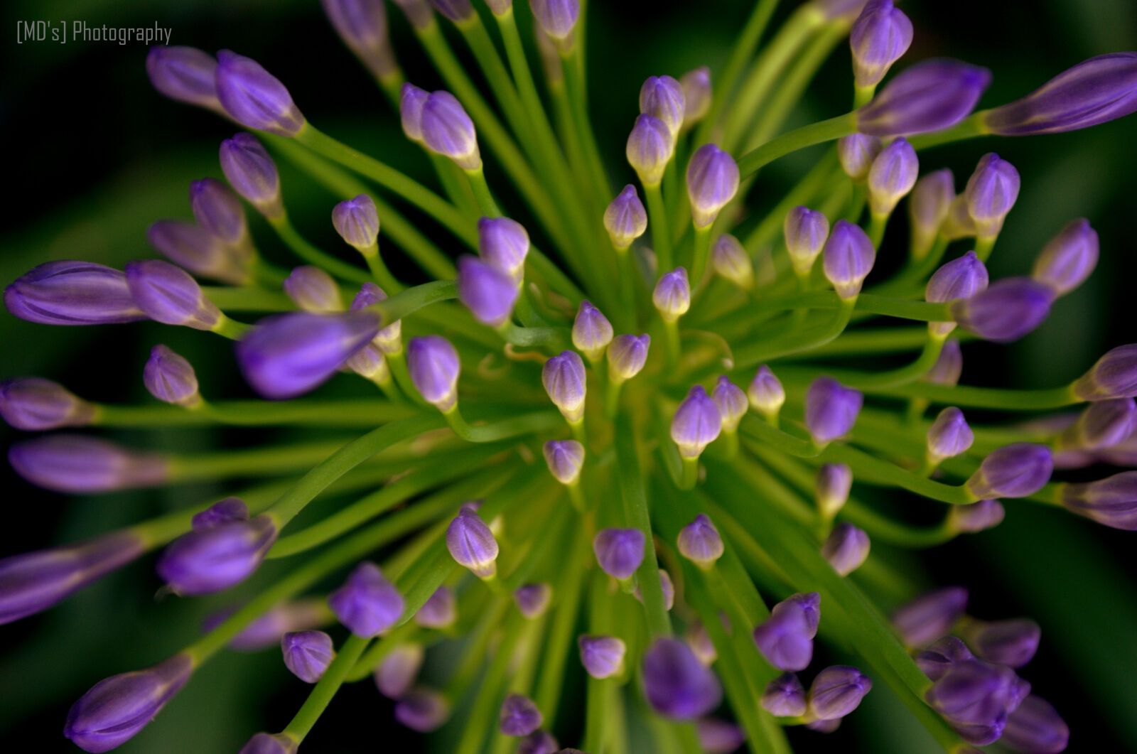Nikon D5100 sample photo