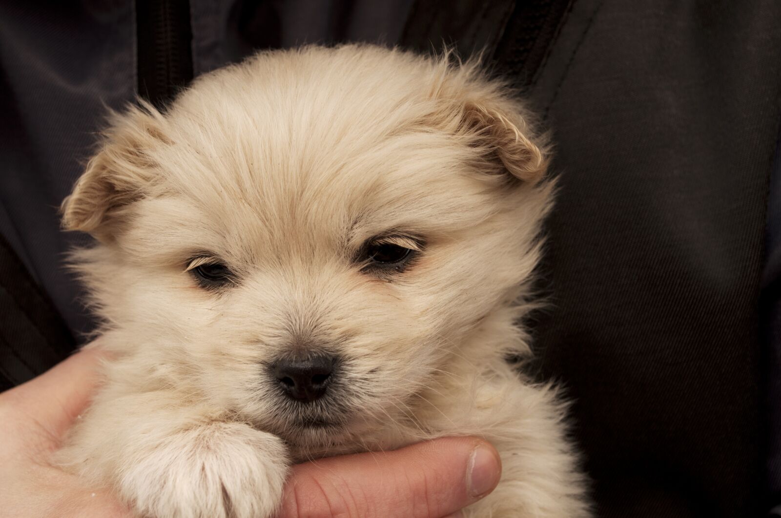 Nikon D5000 sample photo. Dog, canine, mammal photography