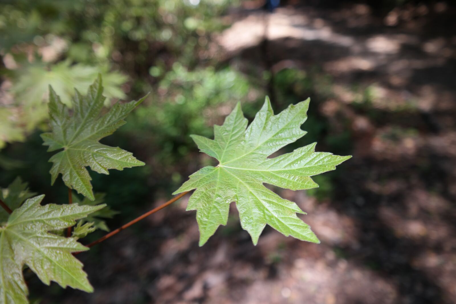 Samsung NX30 sample photo. Leaf, maple, plant photography