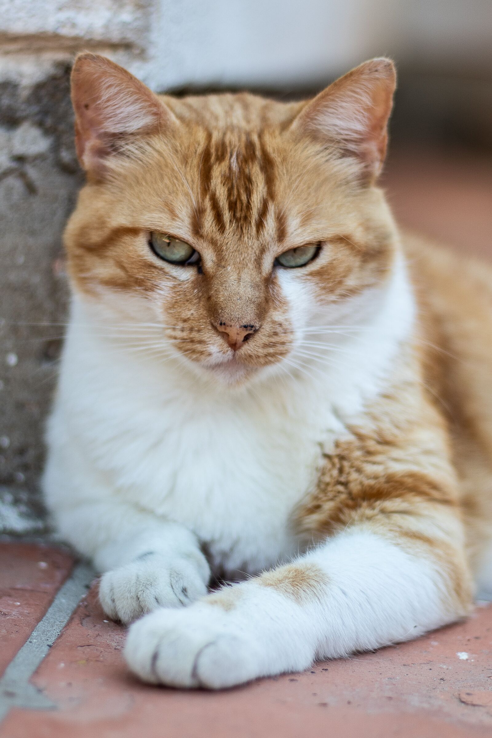 Canon EOS 1300D (EOS Rebel T6 / EOS Kiss X80) + Canon EF 50mm F1.8 STM sample photo. Cat, grump, animal photography
