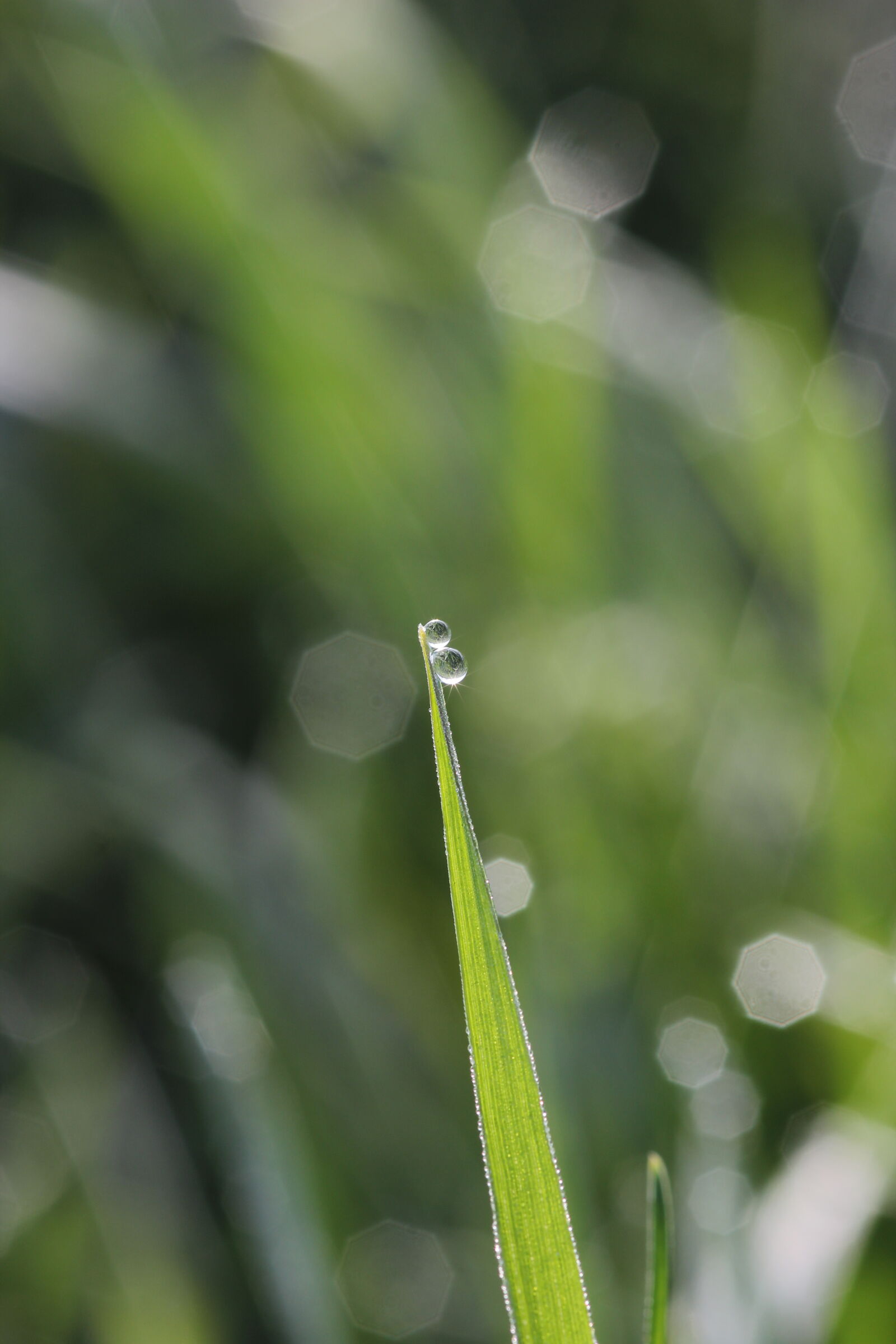 Canon EOS 600D (Rebel EOS T3i / EOS Kiss X5) + Sigma 105mm F2.8 EX DG Macro sample photo. Grass, land, morning, sun photography