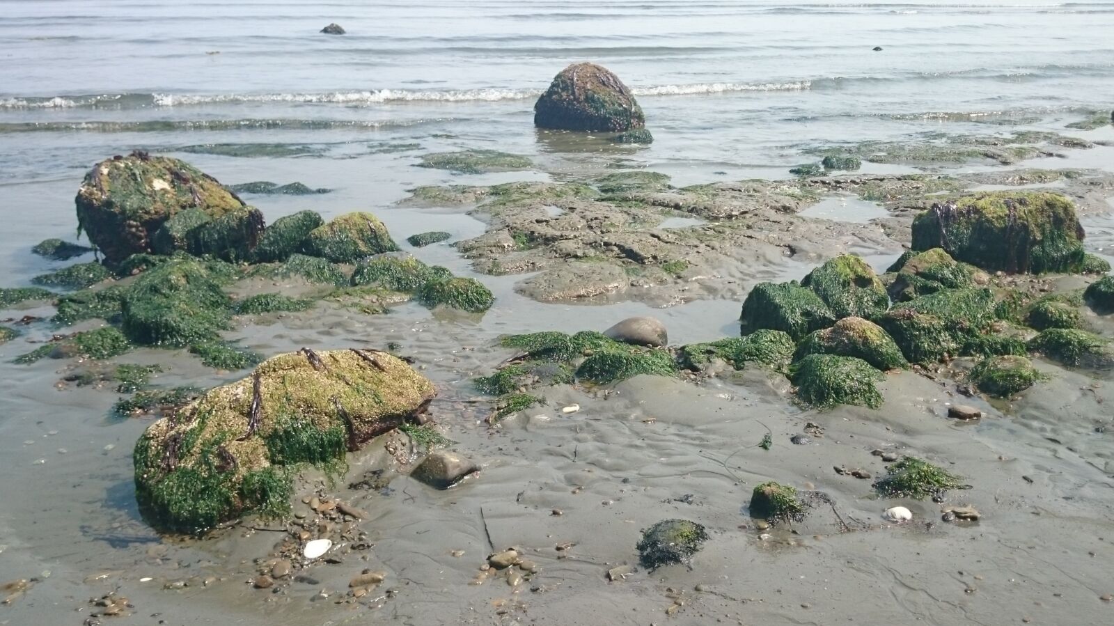 Sony Xperia Z1 sample photo. Ocean, seaweed, marine photography