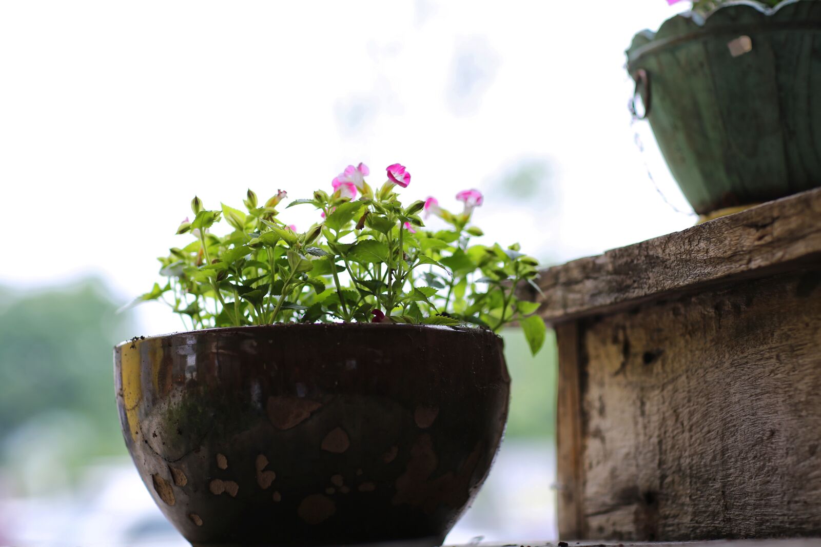 Canon EOS 5D Mark III + Canon EF 85mm F1.2L II USM sample photo. Potted plant, flowers, plants photography