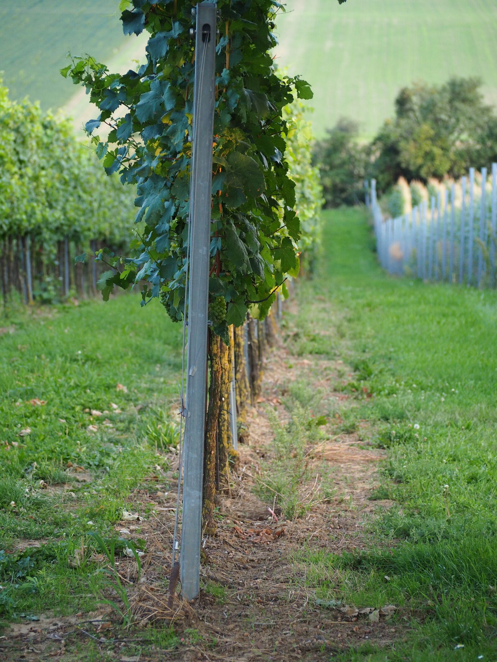 Olympus OM-D E-M10 sample photo. Vineyard, vines, wine photography