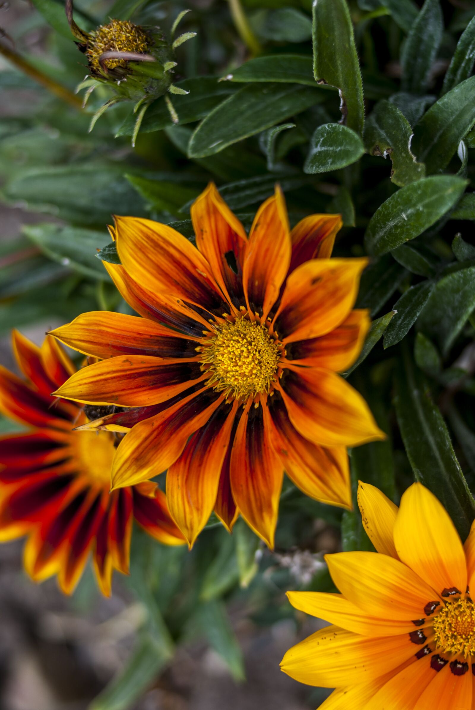 Nikon D60 sample photo. Nature, flower, plant photography