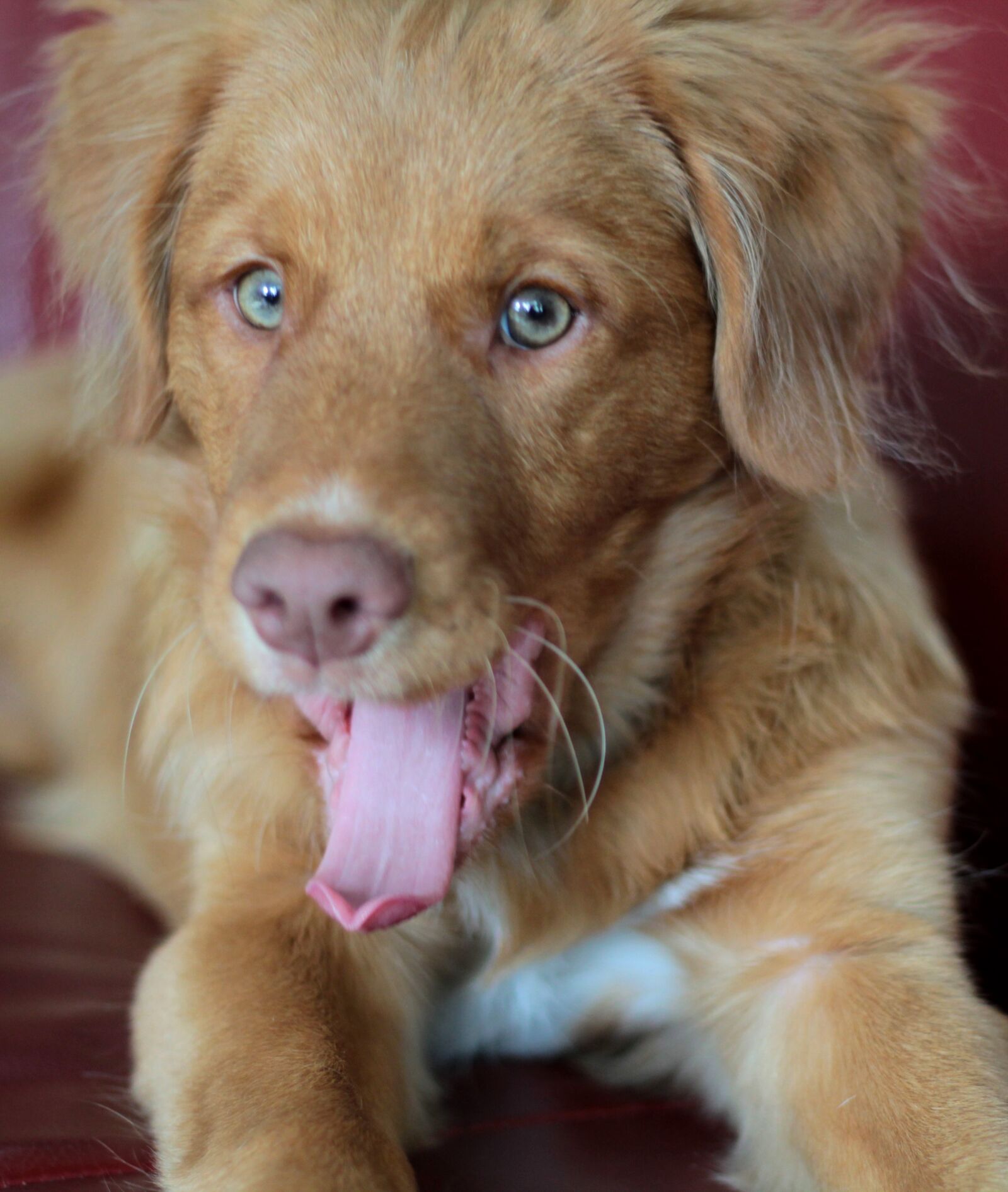 Canon EOS 600D (Rebel EOS T3i / EOS Kiss X5) + Canon EF 50mm F1.8 STM sample photo. Toller, puppy, nova scotia photography